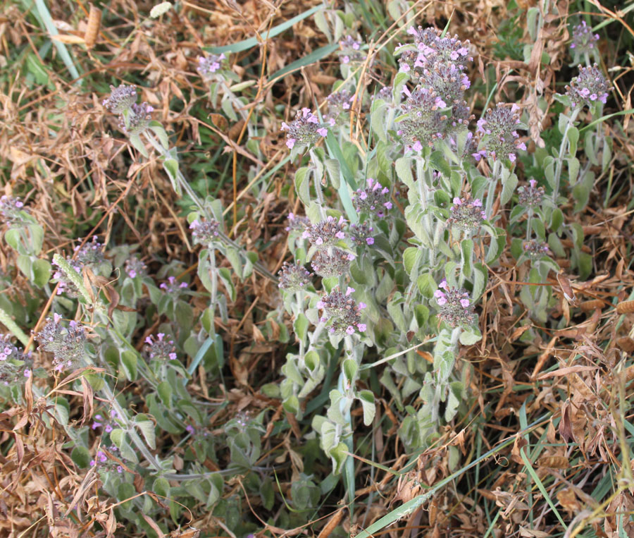 Clinopodium vulgare